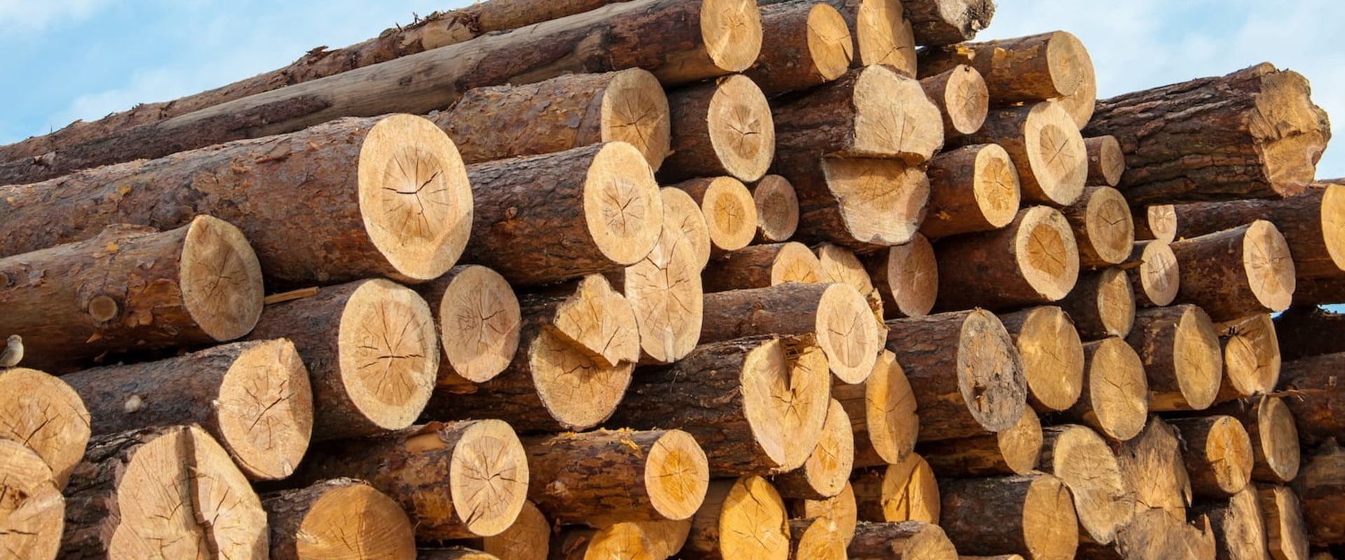 All About Wood and Timber: A Comprehensive Guide to Construction Materials